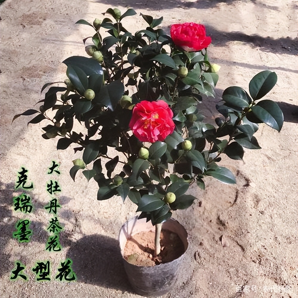 金弹子公母果有区别吗,金弹子分公母树