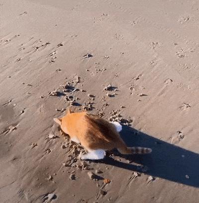 捡来的小橘把狗当妈妈,开始逐渐狗化,一起拆家、听指令、游泳…