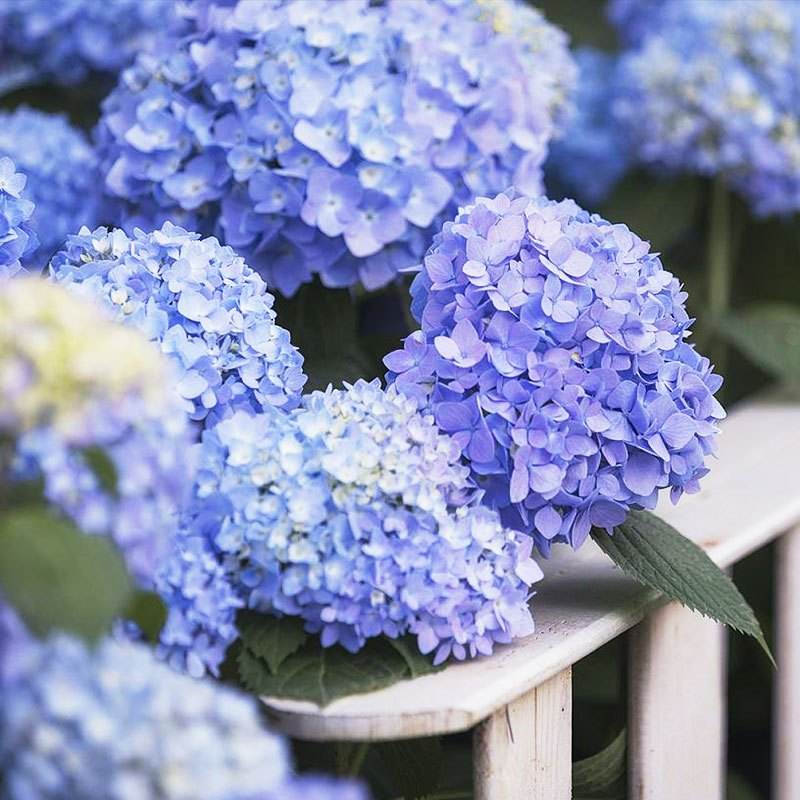 10种“漂亮花”，开花红艳艳，美得不可方物，客人来了走不动道