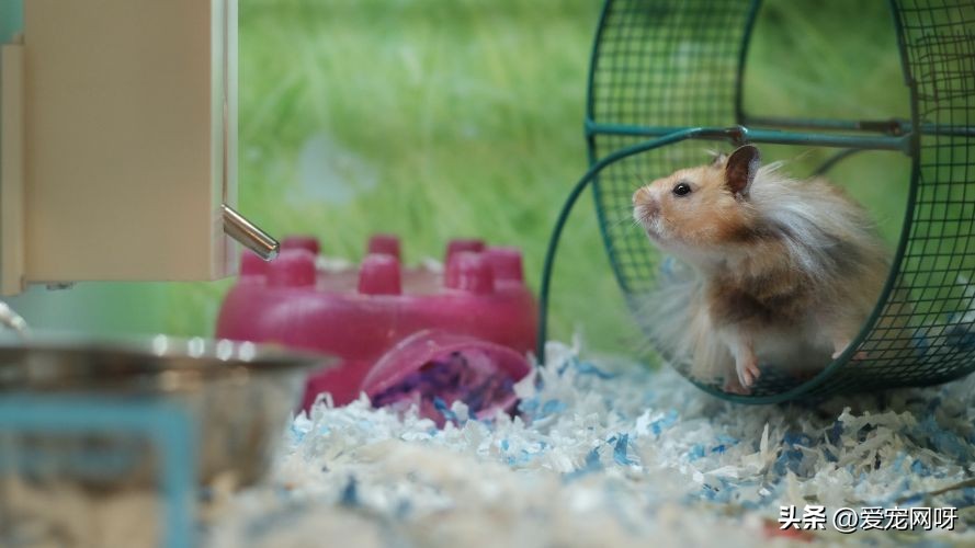 仓鼠常见疾病及治疗方法,仓鼠常见的病用什么药