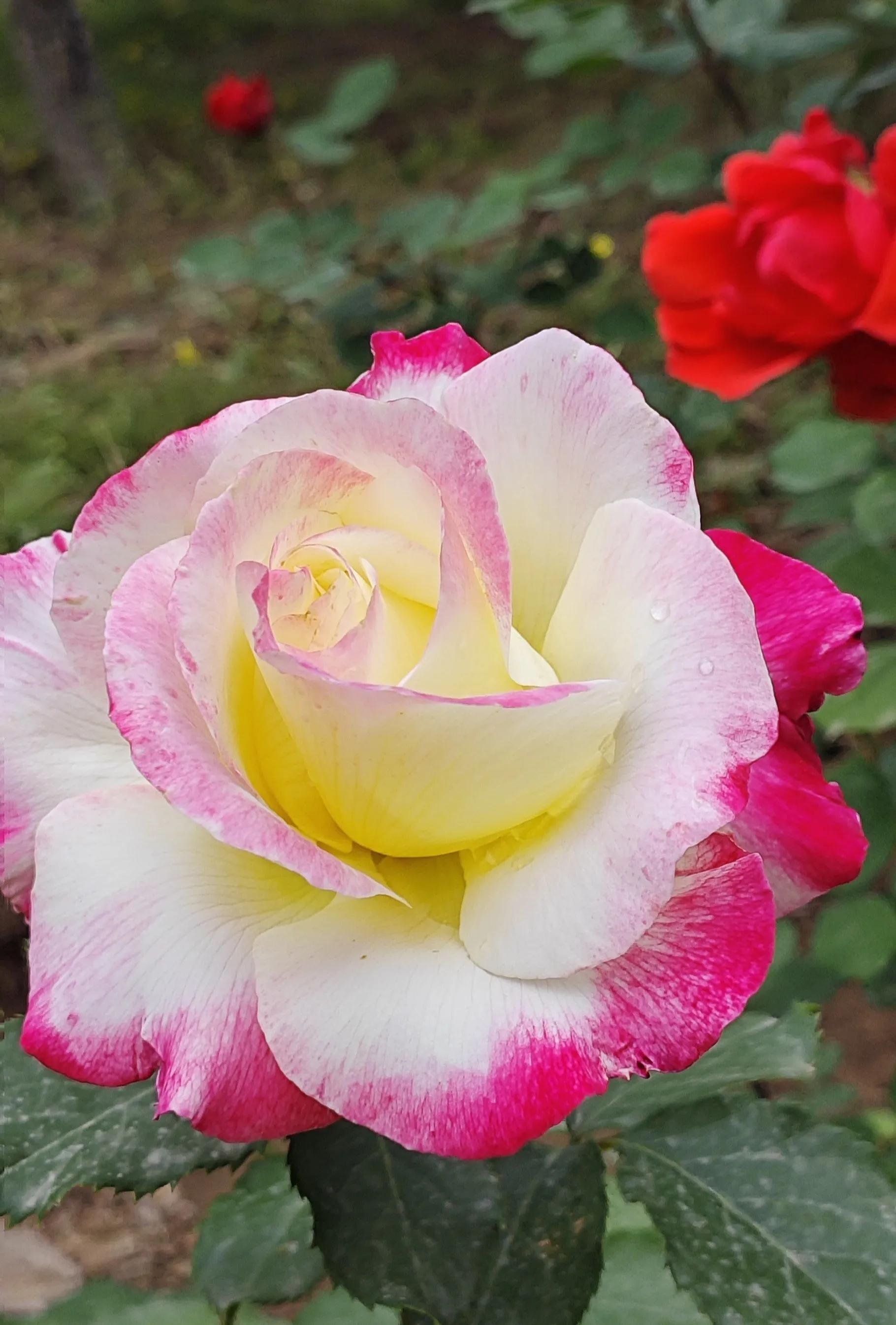 春天的月季花作文500字,春天的月季花是什么颜色