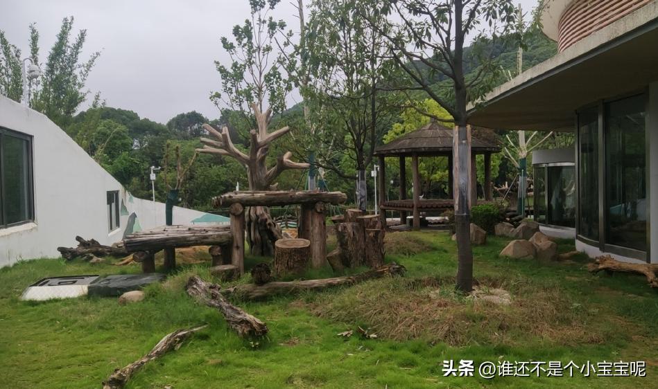 大熊猫皓月和花花,大熊猫花花有几个绯闻男友