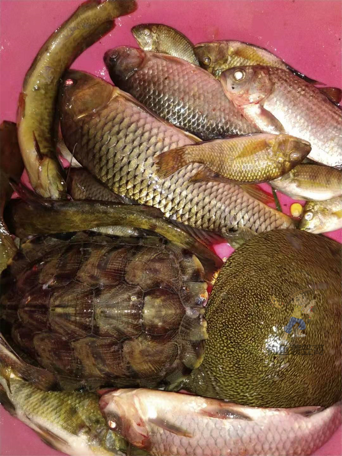 甲鱼应该怎么钓的小技巧,甲鱼生活习性及钓法图解