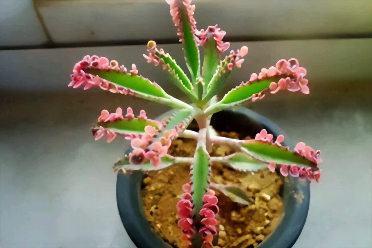 家养3种富贵花福气好运挡不住,七种富贵花图片