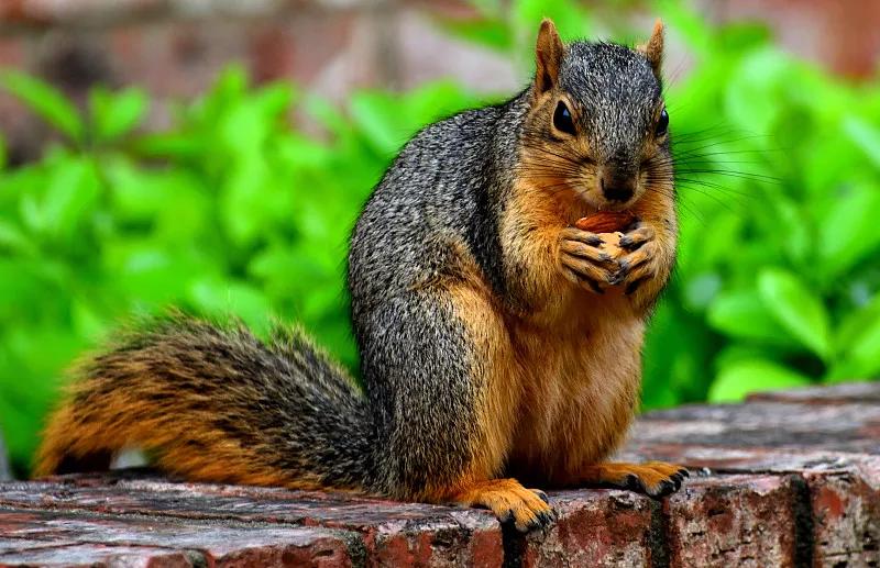 什么宠物对纯素食者最好,好养且可以食用的宠物有哪些