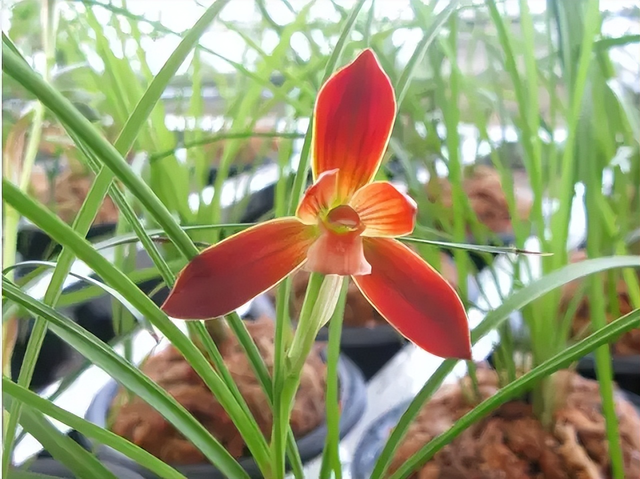 此兰花“红得发紫”，是兰花界的通用粮票，花色独特，曾屡获金奖