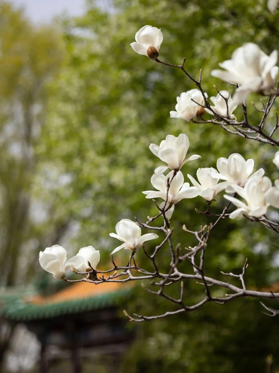 世博园沈阳花朝节,沈阳世博园郁金香花节