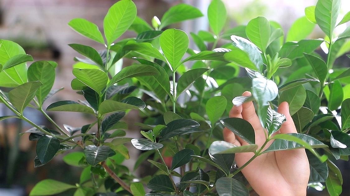 栀子花有3个“爱好”，满足它，叶子油绿发亮，花朵更多更芳香