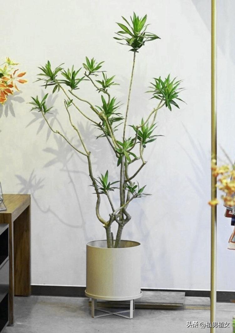 快速消除甲醛可以养哪些花,哪种花吸甲醛好养