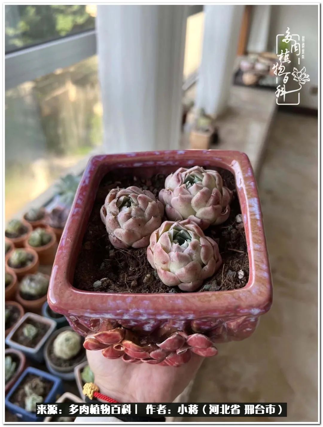 我与多肉植物之间的故事,我和多肉十二卷的故事100字