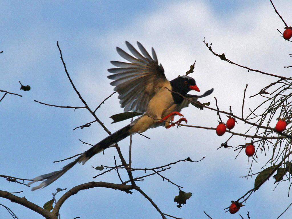 果园防鸟最好方法,果园防鸟出绝招