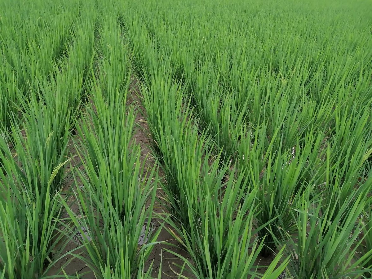 华为畅享50测评体验,华为畅享50使用测试