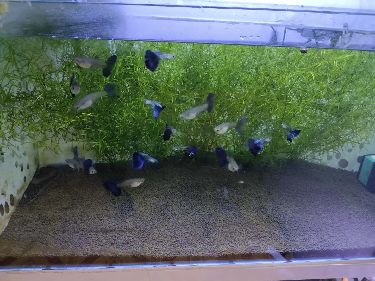 孔雀鱼和草金哪个更好养,孔雀鱼能跟草金养吗