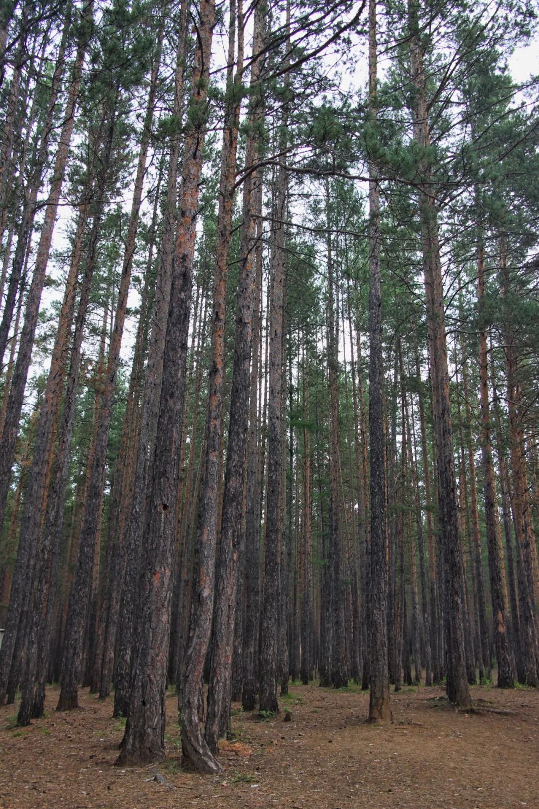自驾俄罗斯遇到敲诈,自驾俄罗斯被勒索