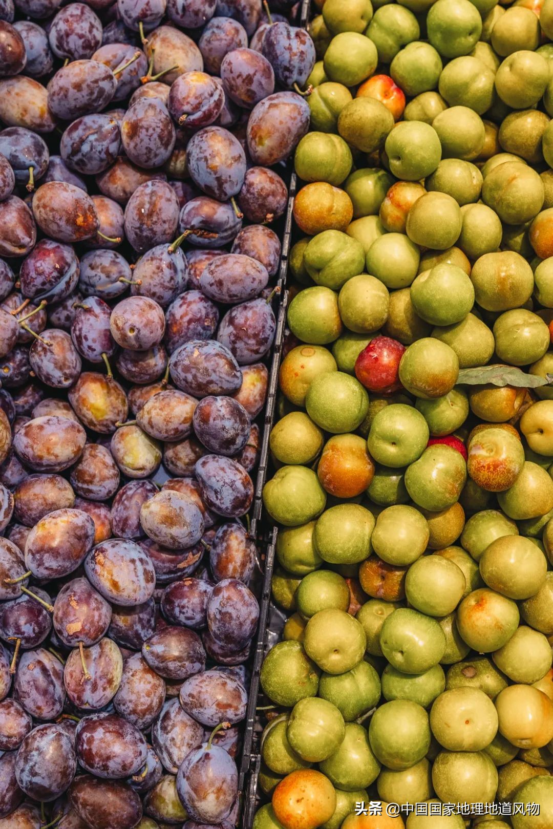 李子哪个品种最甜最好吃,李子种植哪个品种最好吃