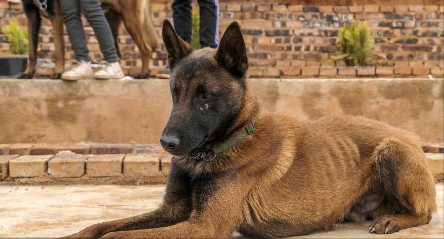 印度冻结vivo近4亿资金网友评论,印度冻结vivo近4亿资金