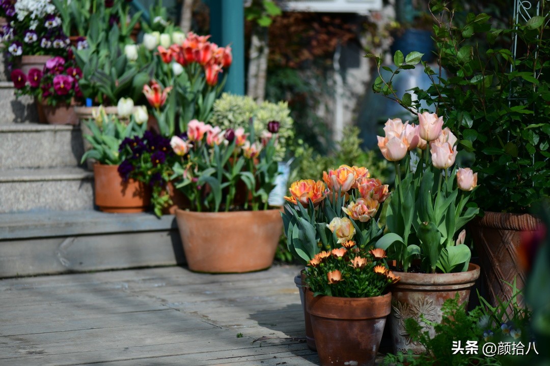 河马花园最耐阴植物,最漂亮的花园里的郁金香