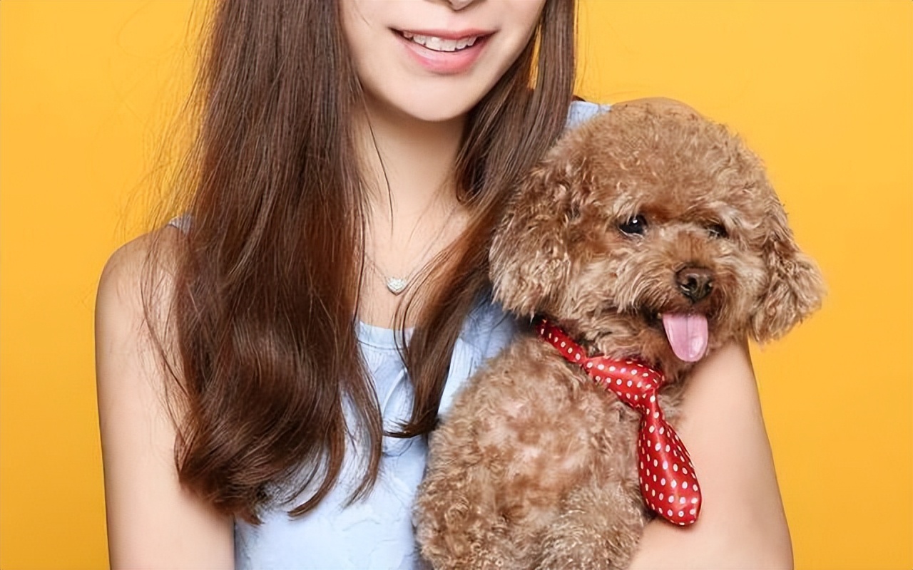 泰迪频繁“舔人”，是想告诉你这6件事，别再忽略了