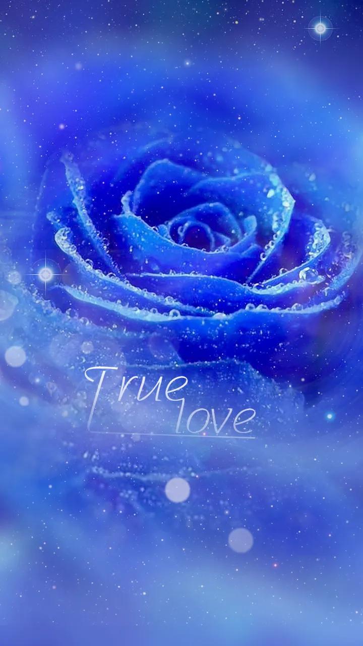 蓝色妖姬花束壁纸,花朵壁纸蓝色