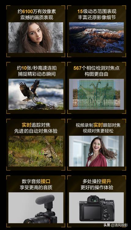 拍鸟什么微单相机合适,索尼a7r4深度拍摄感受