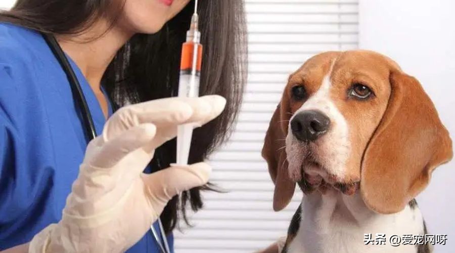 狗狗产后发烧的症状,狗狗发烧的症状和解决方法