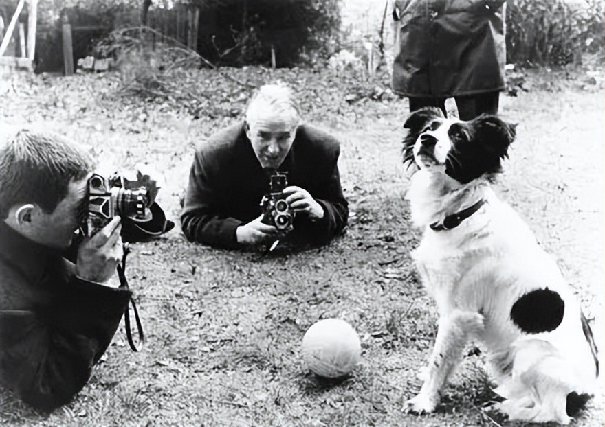 拯救狗狗当中的英雄,世界杯拯救小狗