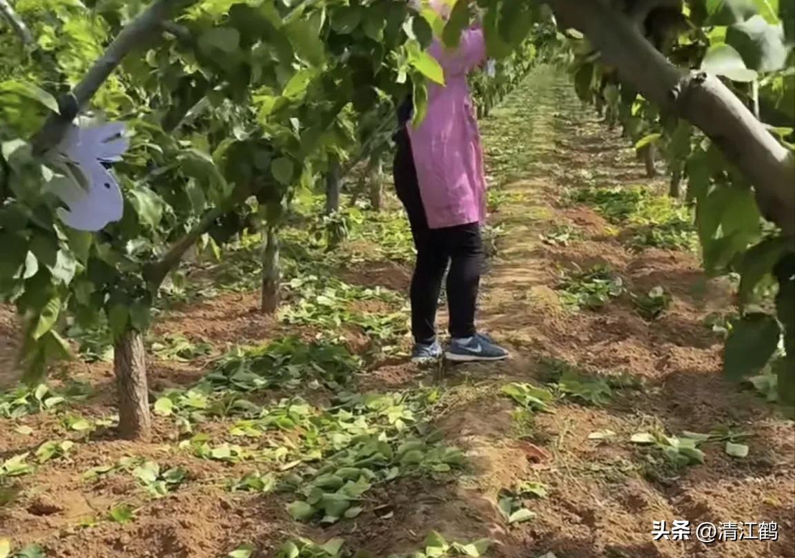 梨膨大期管理,梨三套枝修剪技术
