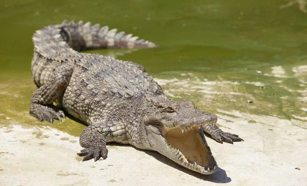 养殖一条鳄鱼大概盈利多少,养殖一条鳄鱼一年赚多少钱