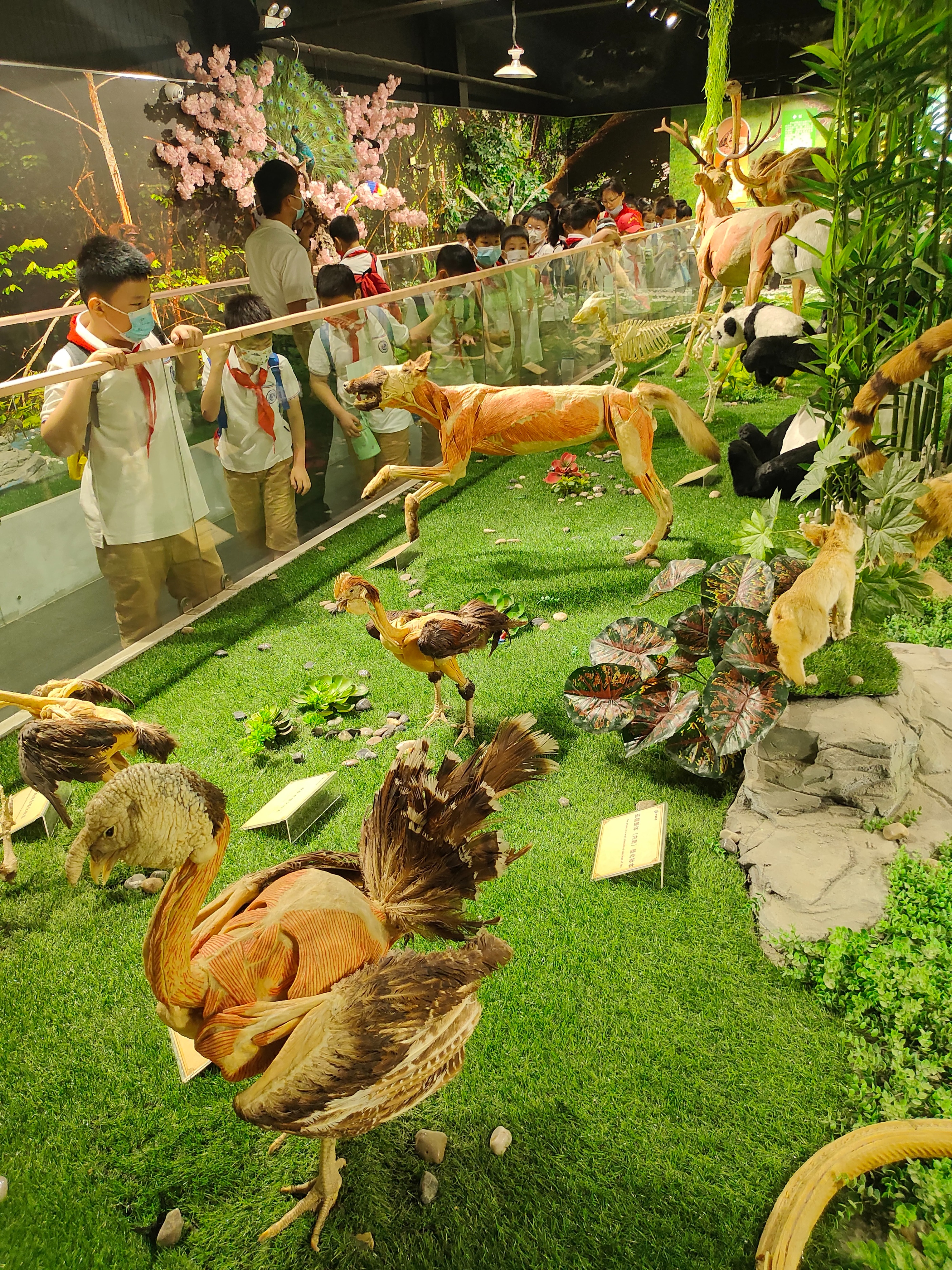 郑州生命自然科学馆,生命科学馆之旅