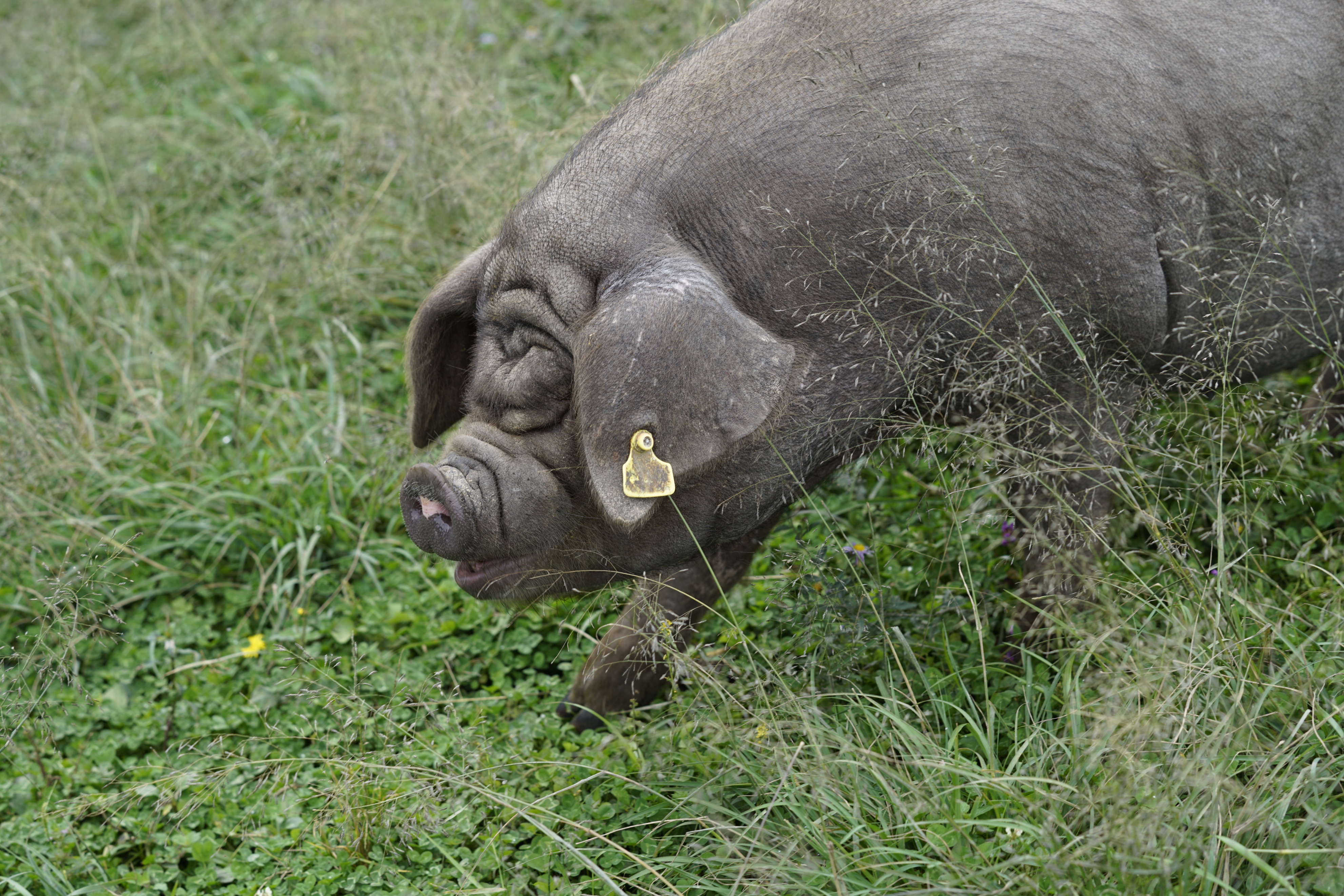 昌图黑猪和松辽黑猪哪个品种好,黑猪品种散养黑猪的前景及利润