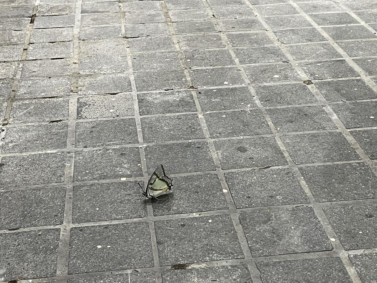 上海自然博物馆参观攻略,上海值得看的自然博物馆