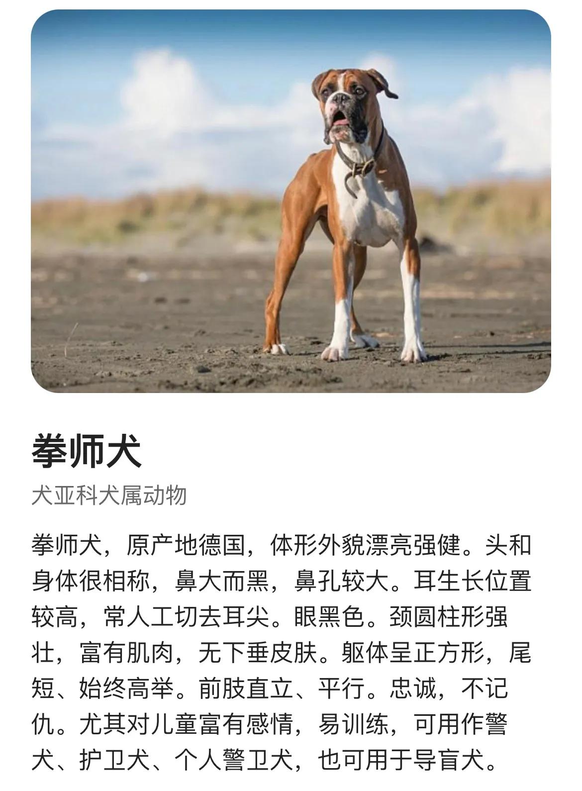 把狗的名字翻译成拳师，字幕组夹带私货内涵女拳还是一场误会？