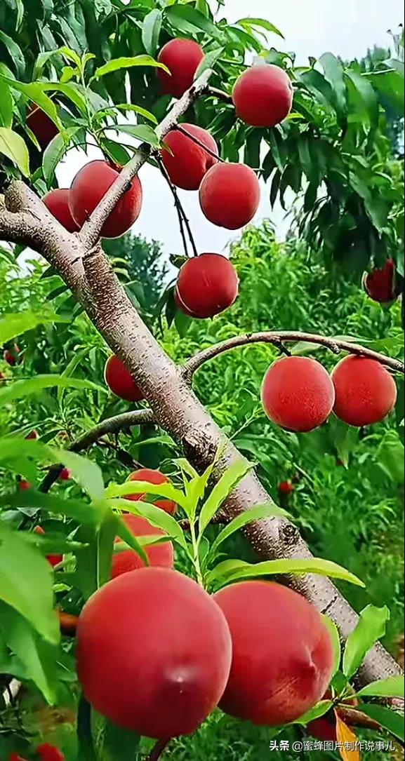 丰富美味的水果壁纸,甘甜适口的美味水果壁纸图片