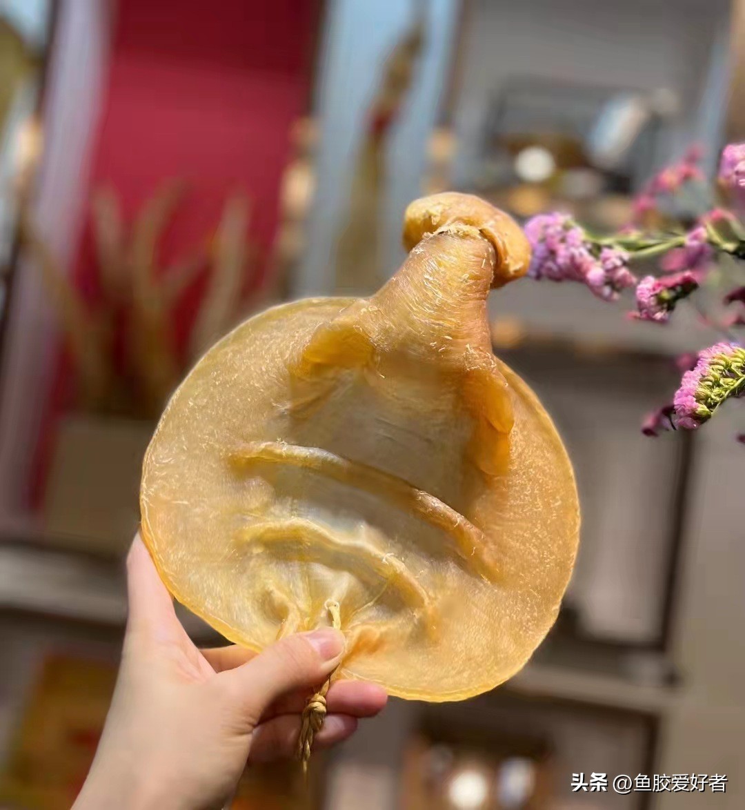 孕期吃鱼胶的正确方法,孕期可以吃鱼胶海参吗