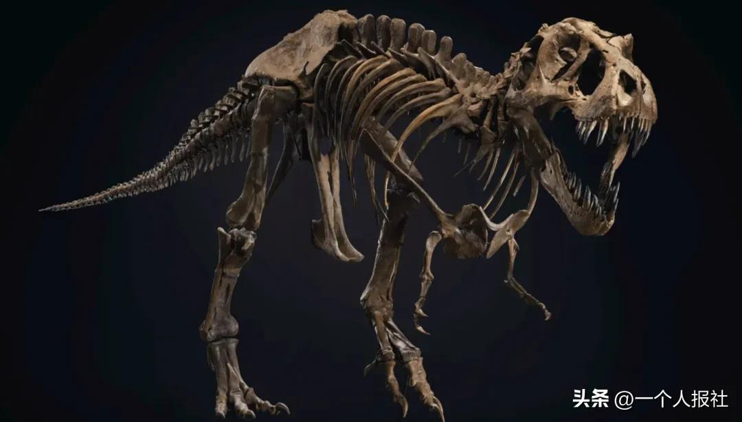 佳士得恐龙化石拍卖 (上海拍卖恐龙化石)