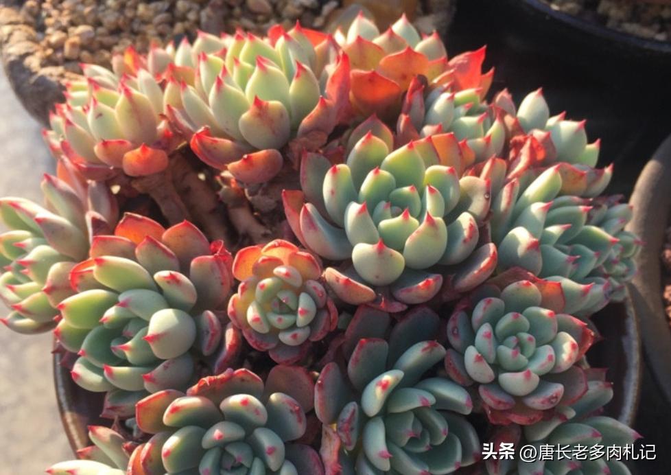 漂亮的多肉都难养是个误区,为什么养多肉的都出坑了