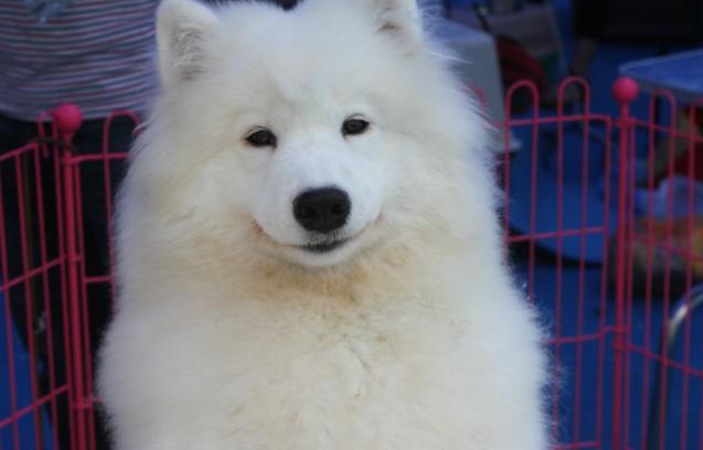 萨摩耶的优点和缺点好养吗,边牧和萨摩优缺点