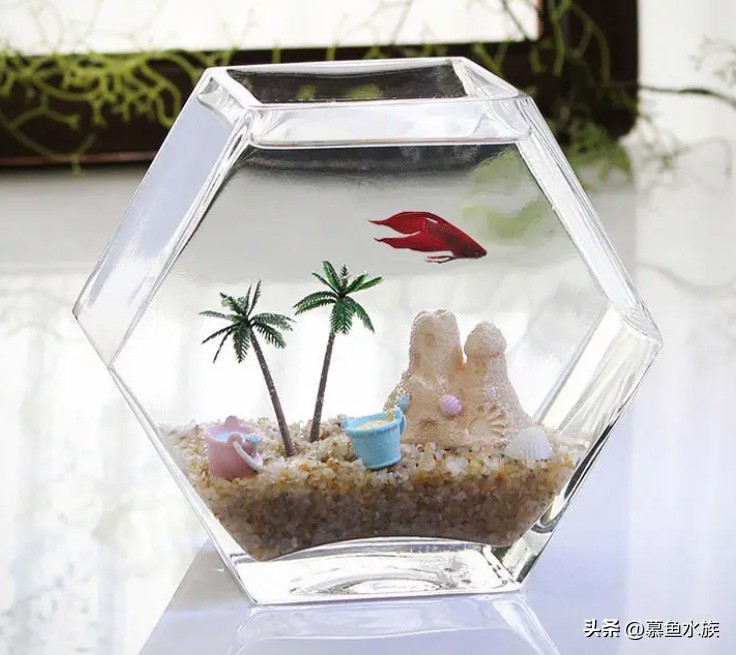 新手养鱼如何选鱼缸,新手养鱼怎样选择小鱼缸