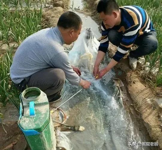 大葱地蛆用什么治,毒死蜱防治大葱地蛆
