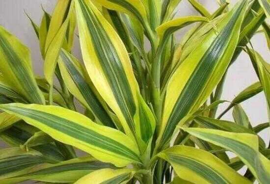 富贵竹茎叶青翠,大竹叶富贵竹