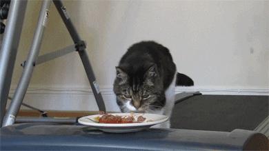 未来猫能活到30岁？？铲屎官听说后狂喜，怒捐3亿！！