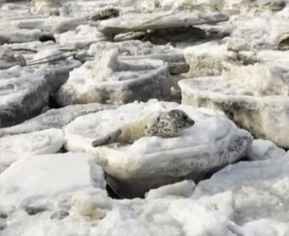 辽宁大连100头斑海豹幼仔遭猎捕,辽宁盘锦斑海豹罕见上岸晒日光浴