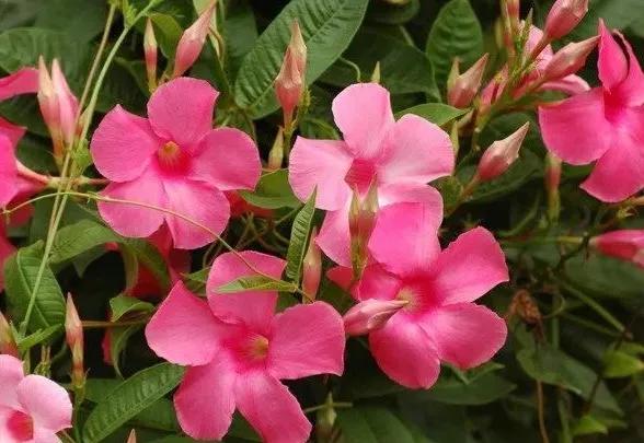 春夏之交，越来越多的花含苞欲放，这一百种娇媚蓓蕾真是美不胜收