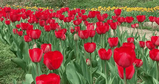 绝美郁金香花图片,绝美郁金香图片大片