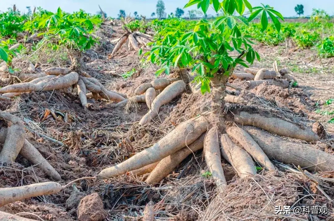 假粉条木薯粉对人身体有啥坏处,红薯粉和木薯粉混合粉条合格吗