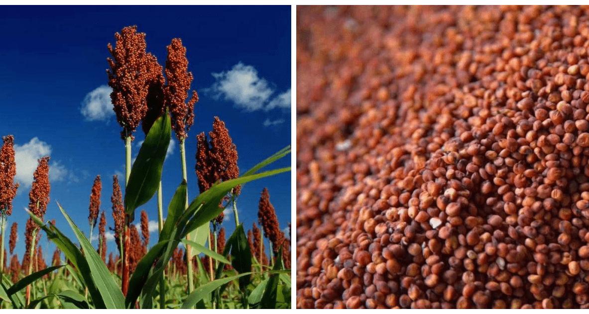 20元一斤的散酒能喝吗,20块钱一斤的散白酒是真的吗