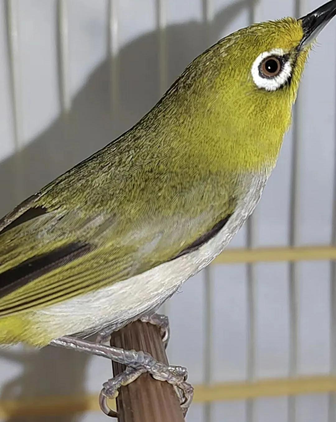 暗绿鸟怎么养吃什么,怎么喂暗绿绣眼鸟