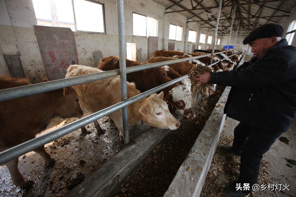 喂牛的四大误区你们知道吗,喂牛的正确方法和时间
