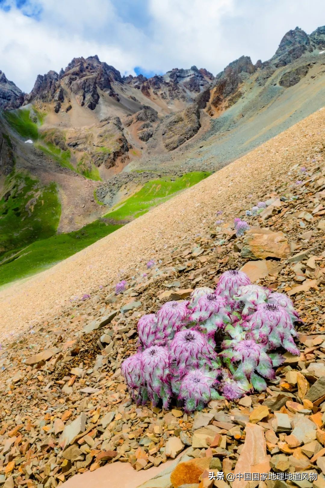 我国哪里盛产火龙果,全国最大的火龙果基地是哪里