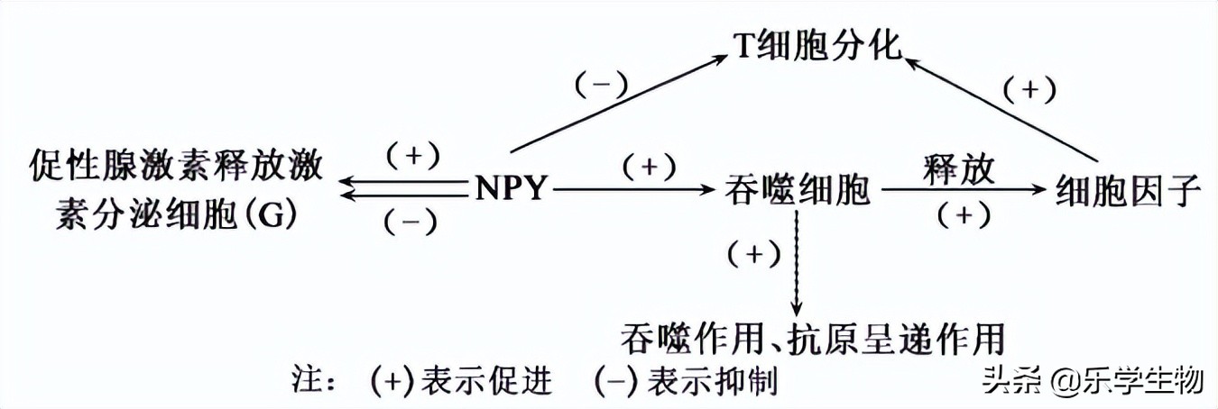 2024届高三生物模拟试题新高考,t8联考2022届第二次联考生物答案